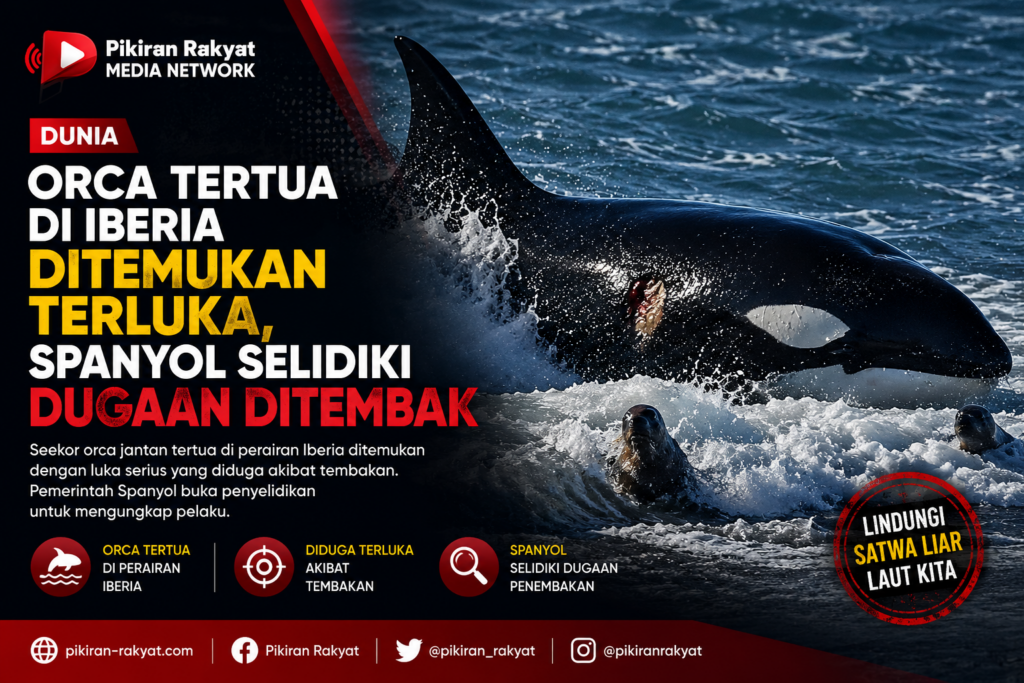 Orca Tertua di Iberia Ditemukan Terluka, Spanyol Selidiki Dugaan Ditembak