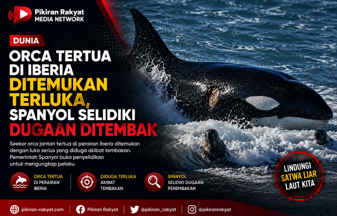 Orca Tertua di Iberia Ditemukan Terluka, Spanyol Selidiki Dugaan Ditembak