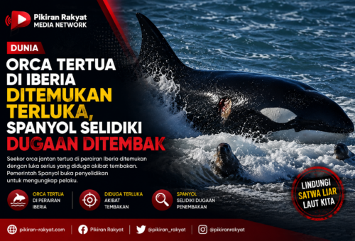Orca Tertua di Iberia Ditemukan Terluka, Spanyol Selidiki Dugaan Ditembak