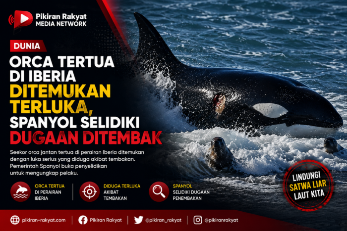 Orca Tertua di Iberia Ditemukan Terluka, Spanyol Selidiki Dugaan Ditembak